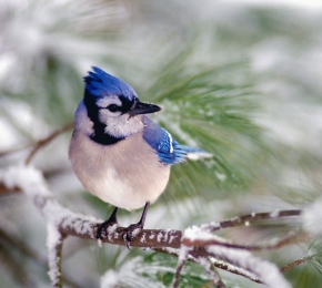 blue jay - Desktop Wallpaper