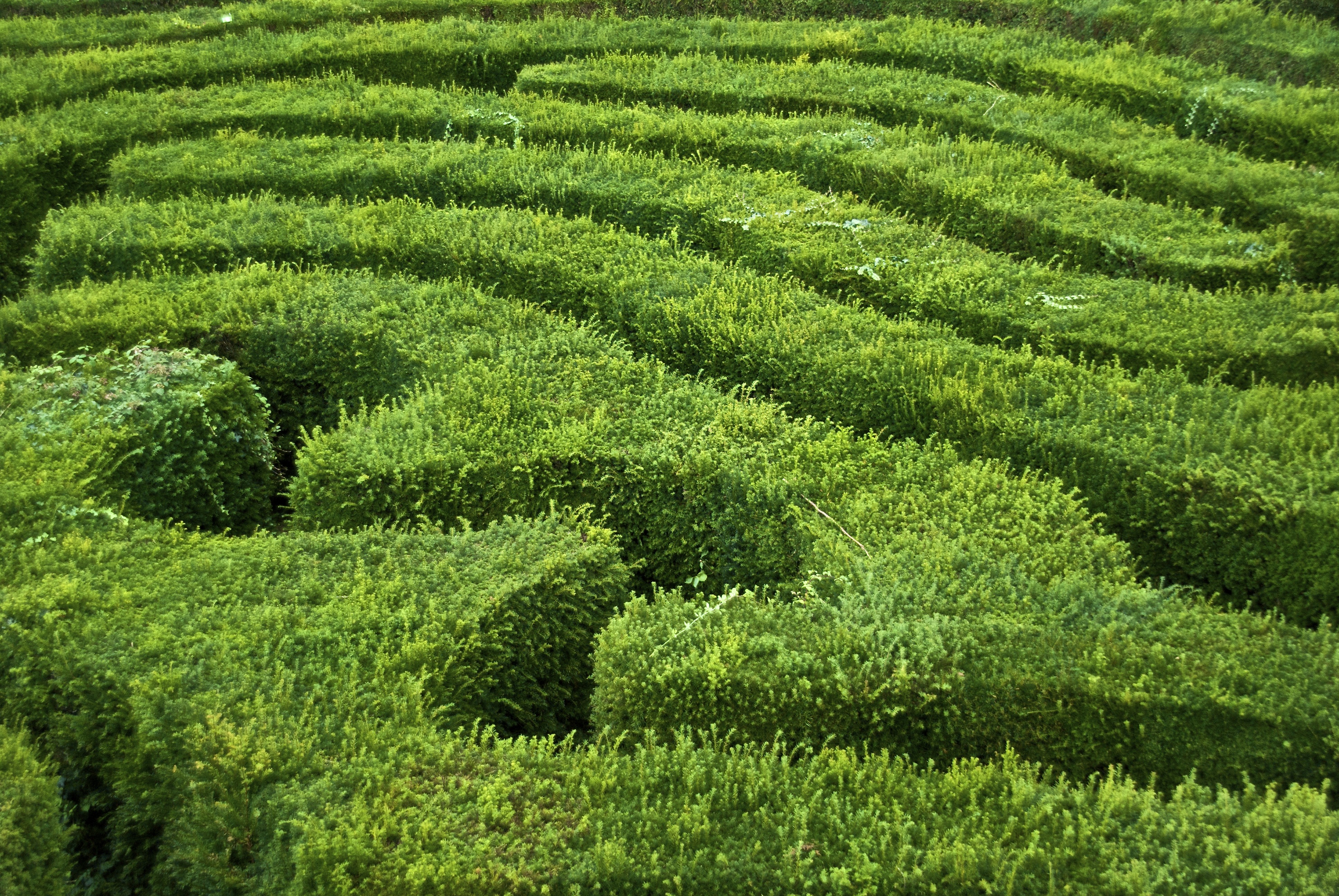 Green Maze