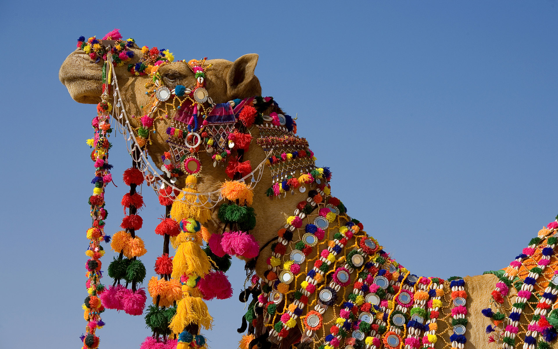 India Camel