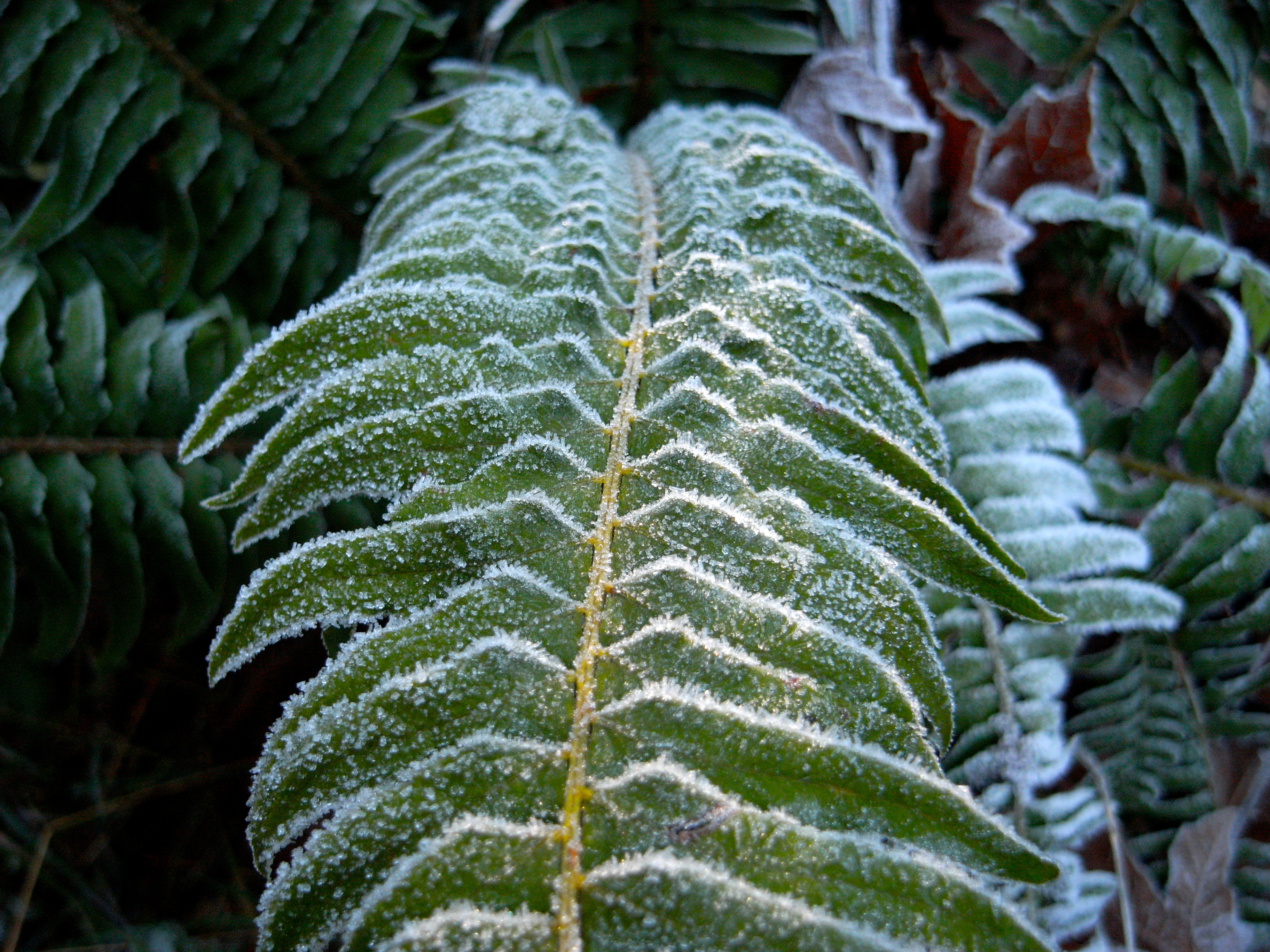 Frosty Fern by Ari Lindgren - Desktop Wallpaper