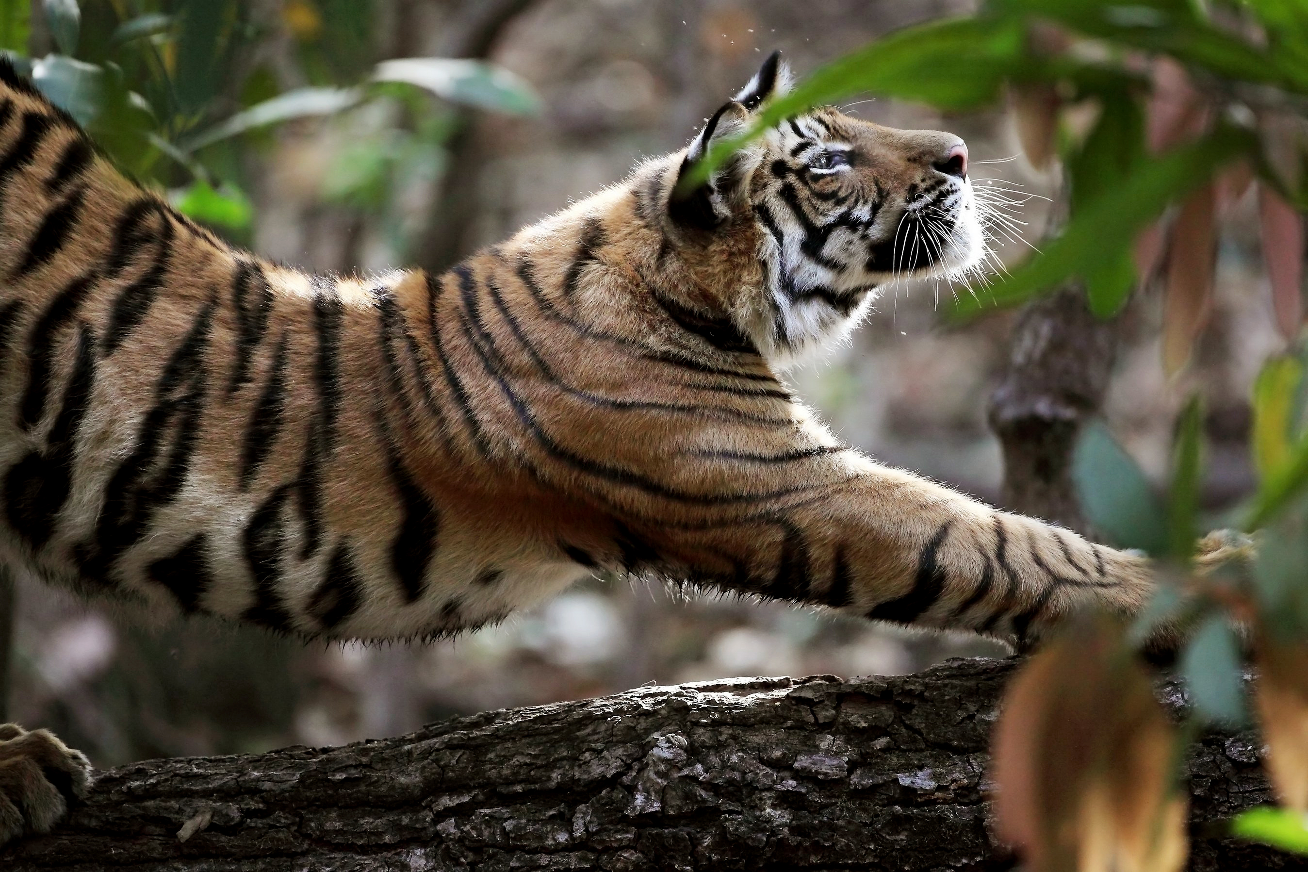 Tiger By National Geographic - Desktop Wallpaper