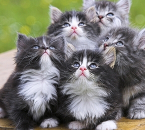 Cats - Desktop Wallpaper