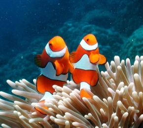 clown fish - Desktop Wallpaper