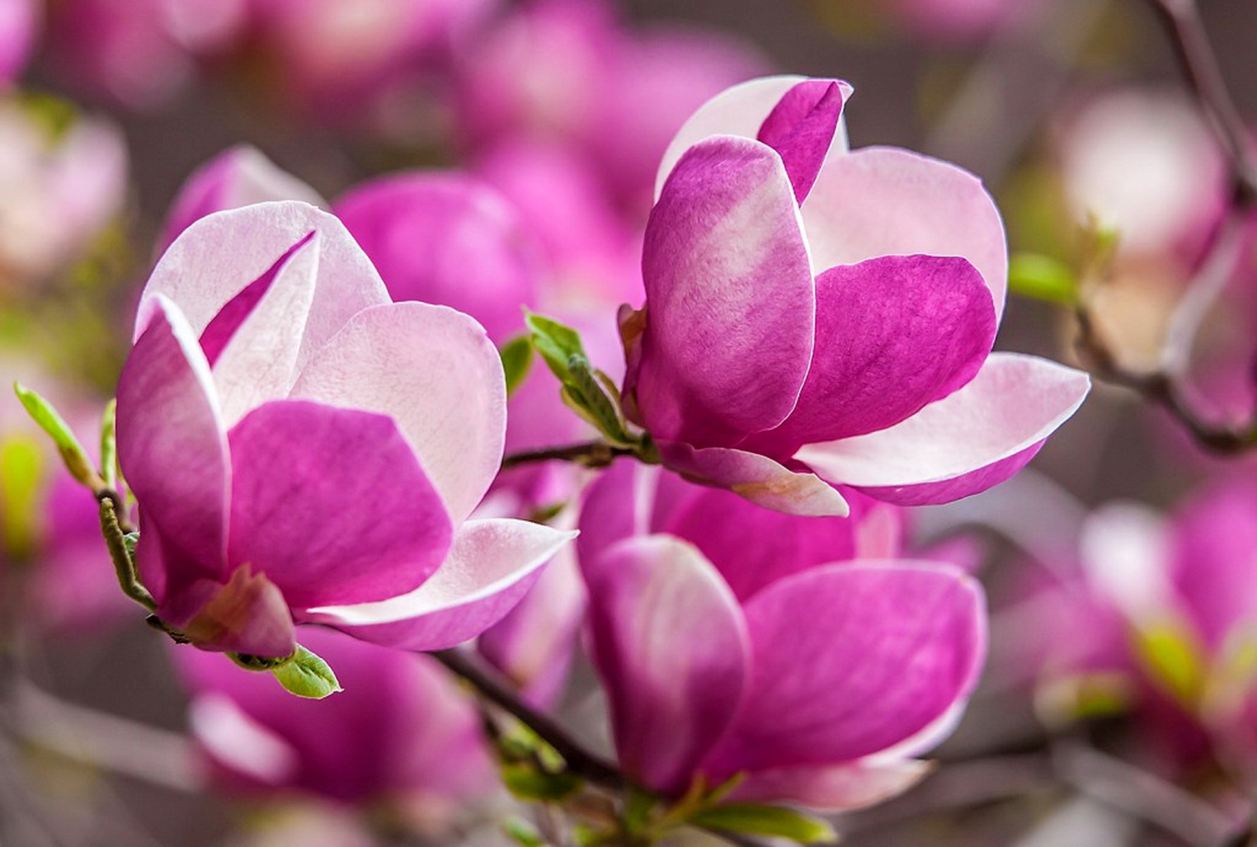 Pink Magnolia - Desktop Wallpaper