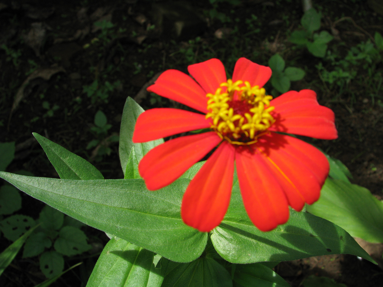 Bali Red Flower By Treefrog - Desktop Wallpaper