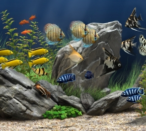 Fish - Desktop Wallpaper