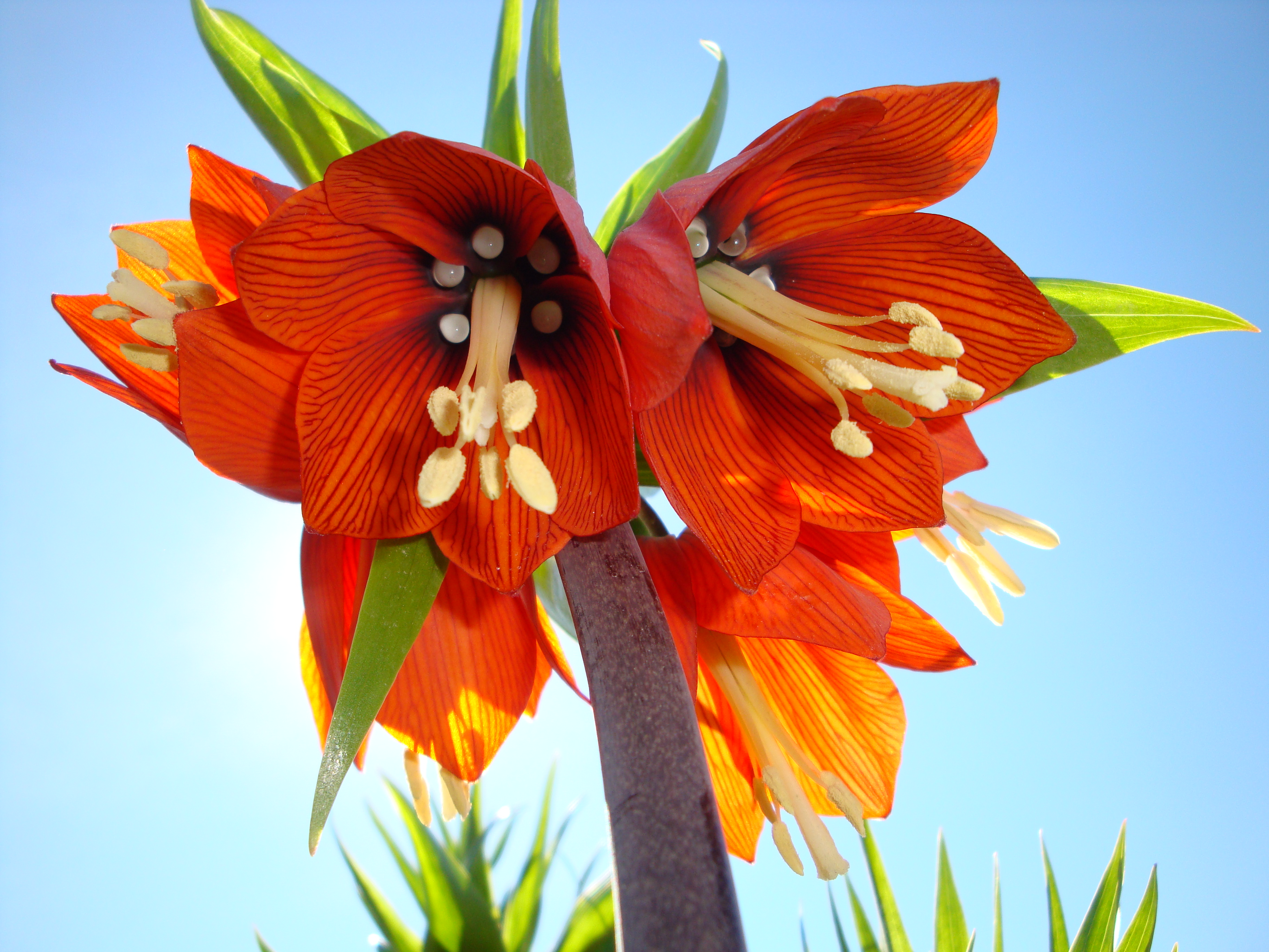 Flower in Salzburg/Austria by Fabio Barachati - Desktop Wallpaper