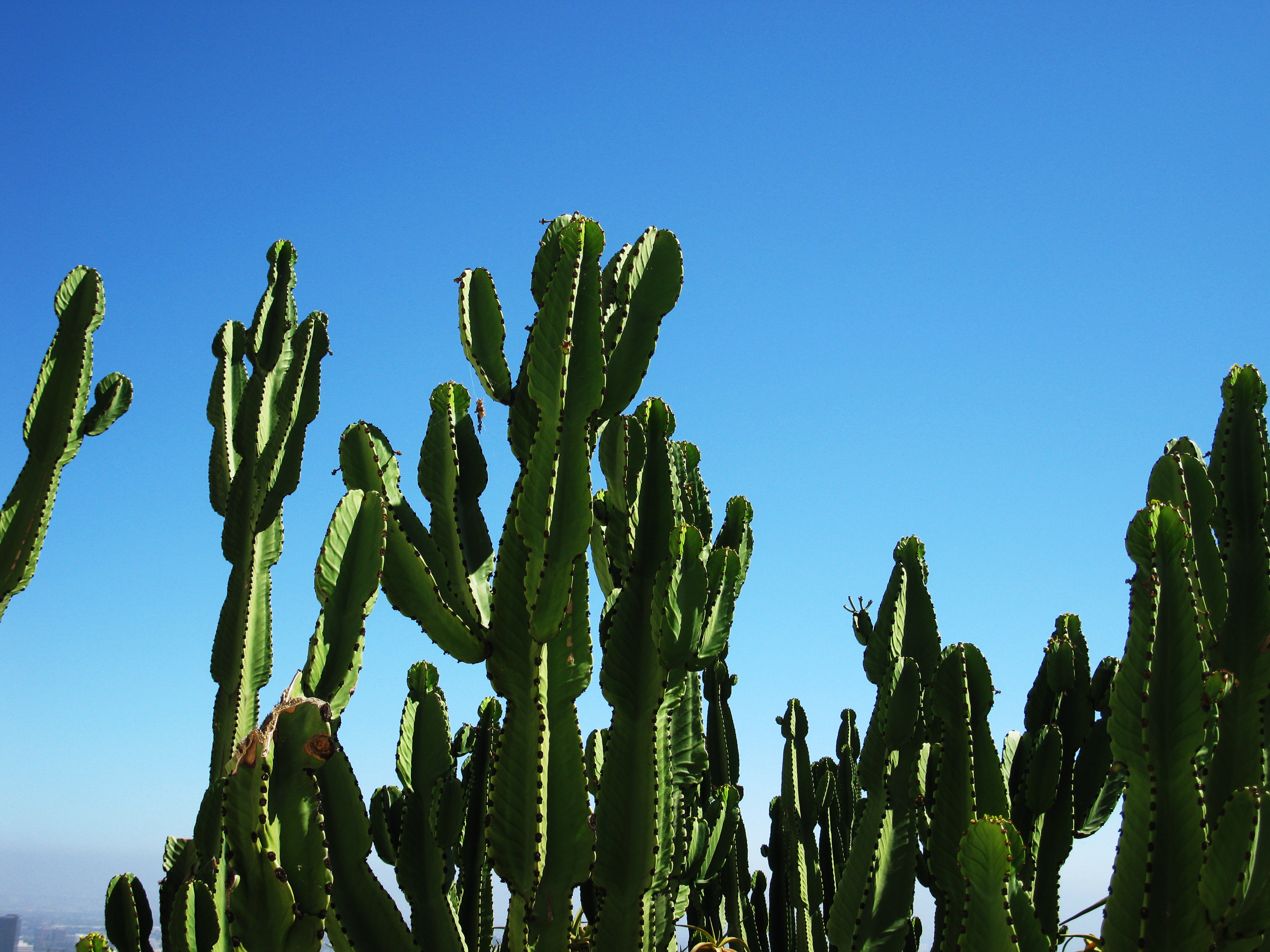 Cacti by _ - Desktop Wallpaper