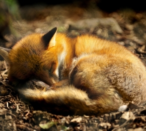 Tired Fox - Desktop Wallpaper