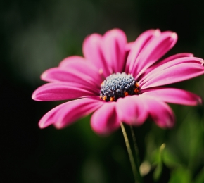 Daisy - Desktop Wallpaper