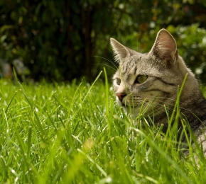 Cat in Garden - Desktop Wallpaper