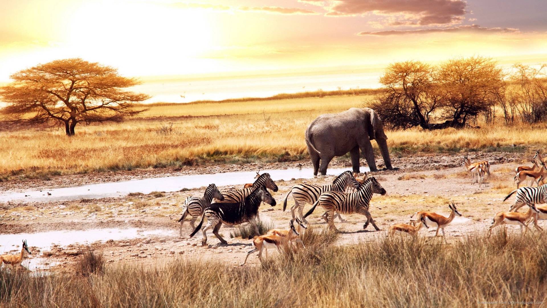 african wildlife wallpaper