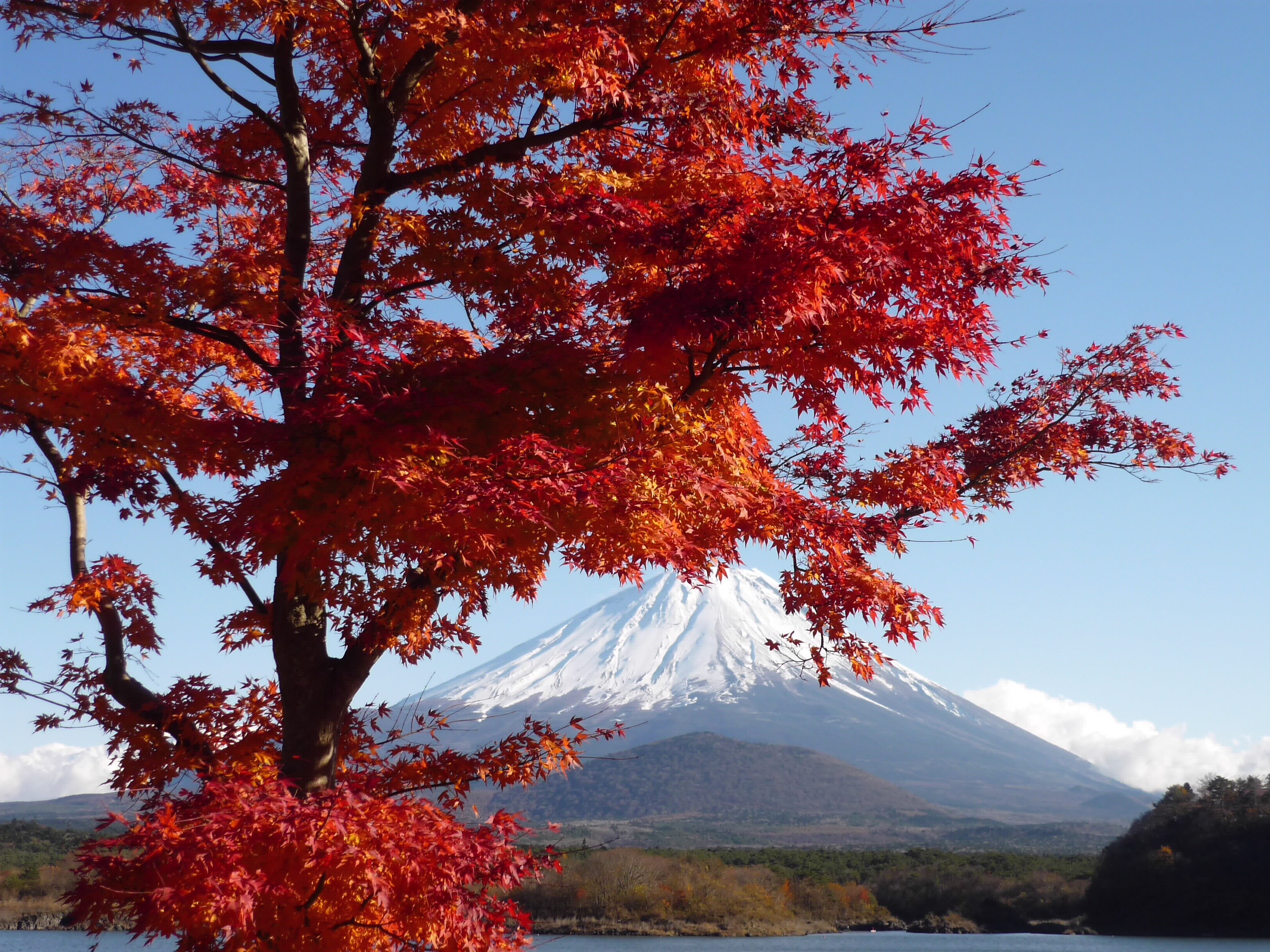 紅葉と富士山 Desktop Wallpaper
