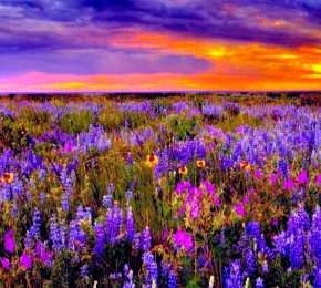 Field of Purple Flowers - Desktop Wallpaper